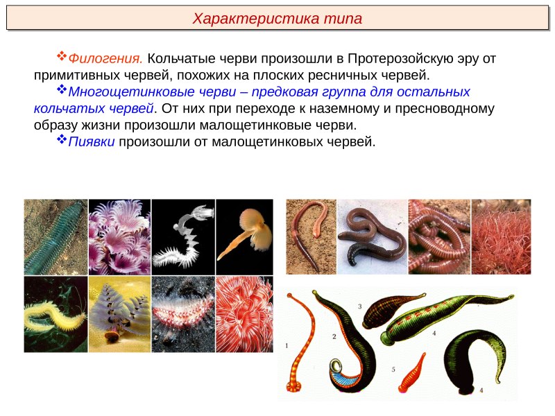 Кольчатые черви гермафродиты