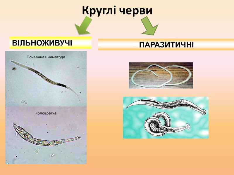 Круглые черви класс нематоды названия