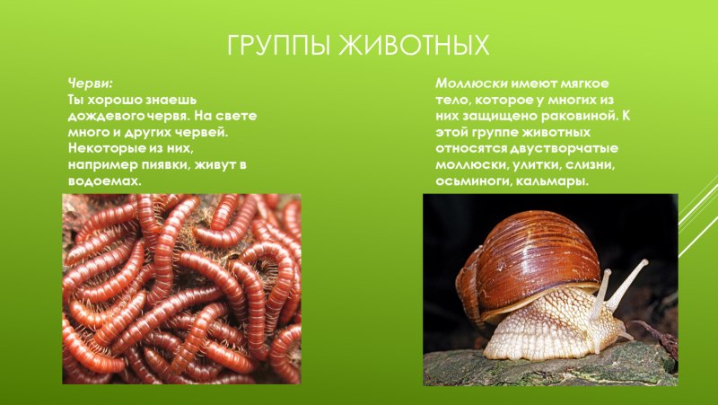 Какие животные относятся к группе черви