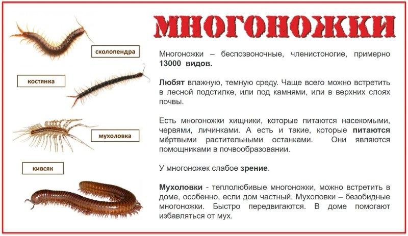 Надкласс многоножки представители