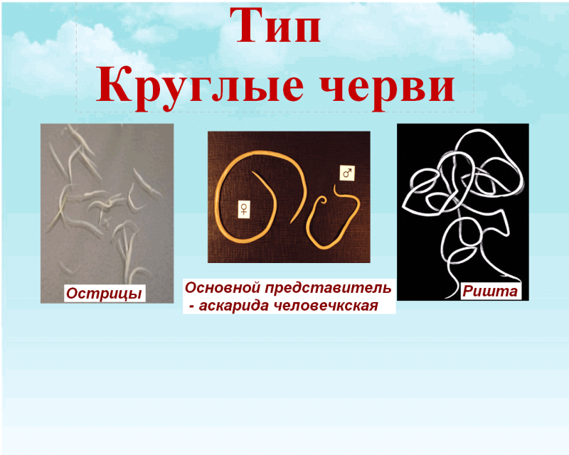 Классы круглых червей биология 7 класс