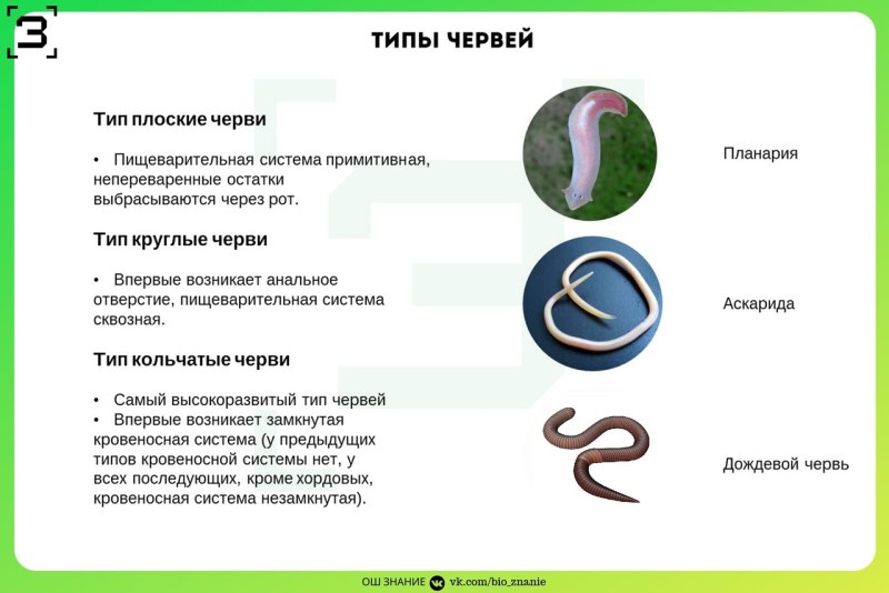 Типы червей ОГЭ биология