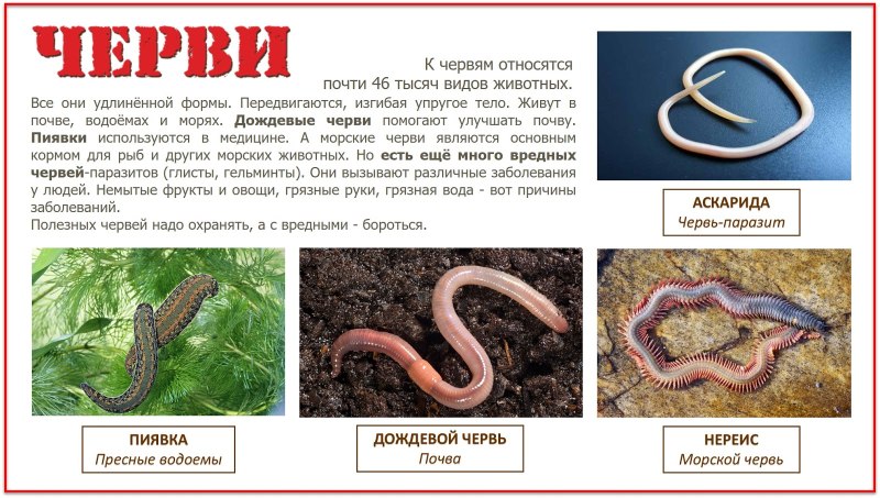 К какому классу относится дождевой червь