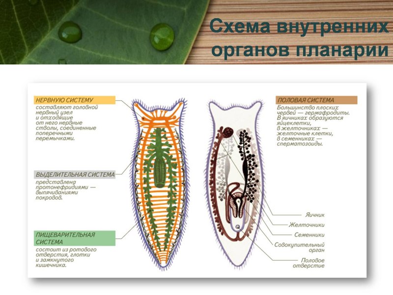 Молочная планария внутреннее строение