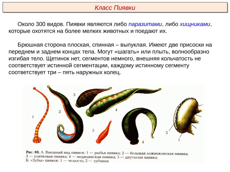 Наружное строение пиявки
