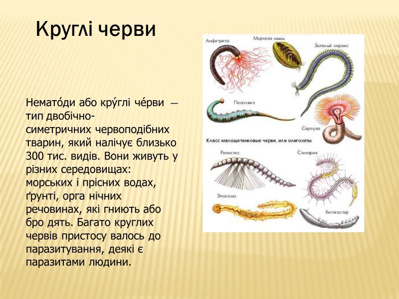 Круглые черви класс нематоды названия