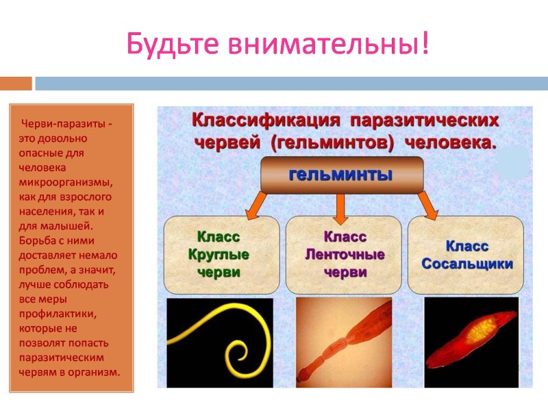 Меры профилактики заболеваний паразитическими червями