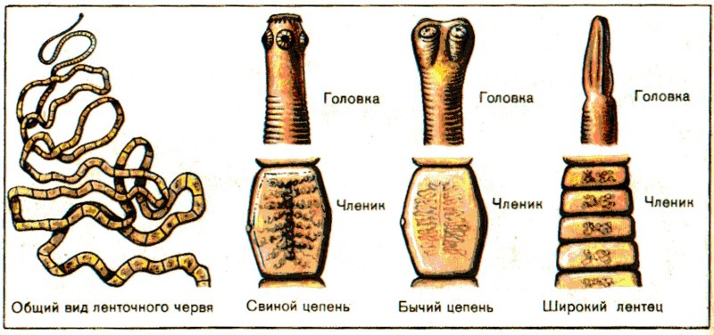 Строение членика широкого лентеца