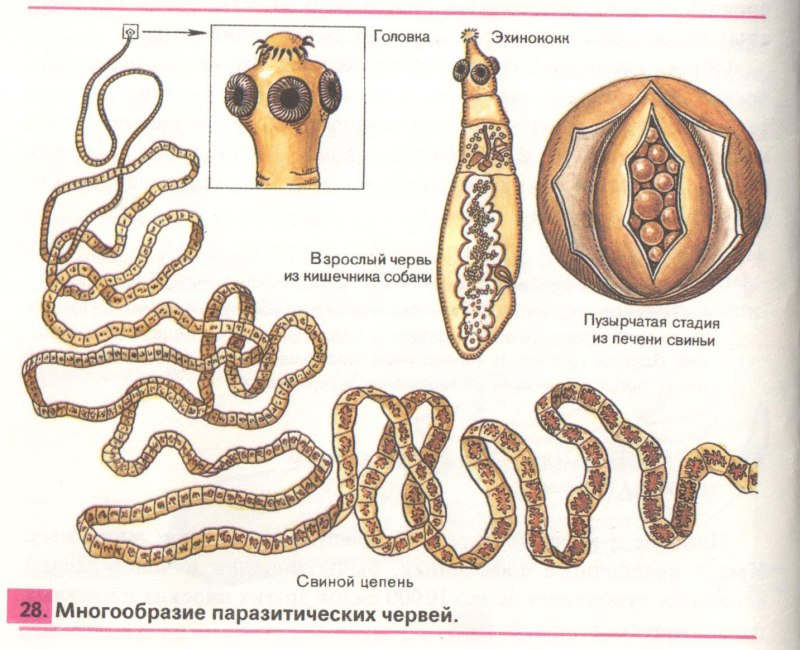 Плоские черви паразиты глисты