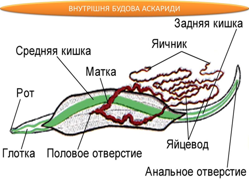 Тип круглые черви строение