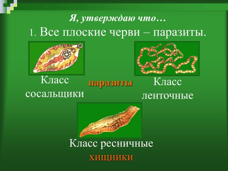Доклад про плоских паразитических червей