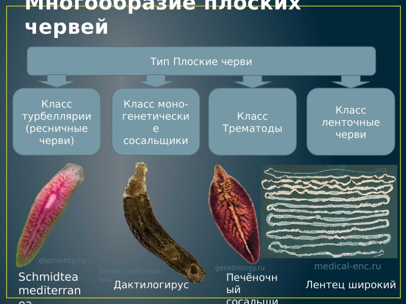 Классификация плоских червей класс сосальщики