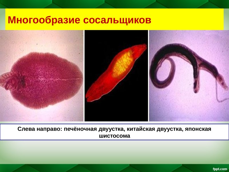 Черви паразиты сосальщики
