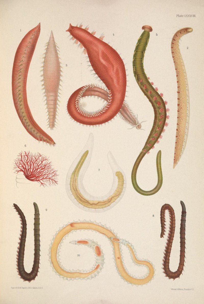 Annelids животное