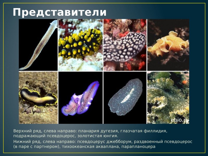 Turbellaria (Ресничные черви)
