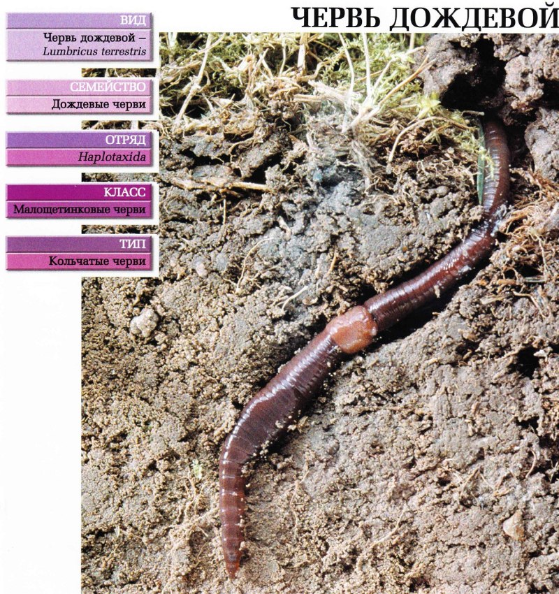 Lumbricus terrestris обыкновенный дождевой червь