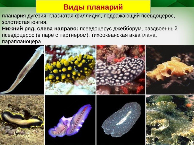 Планария дугезия