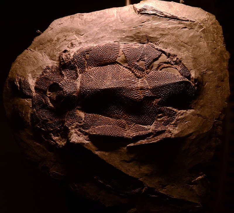 Bothriolepis Maxim