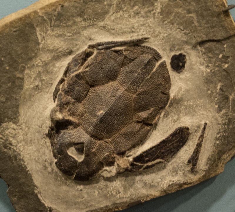 Archaeologia Baltica 8
