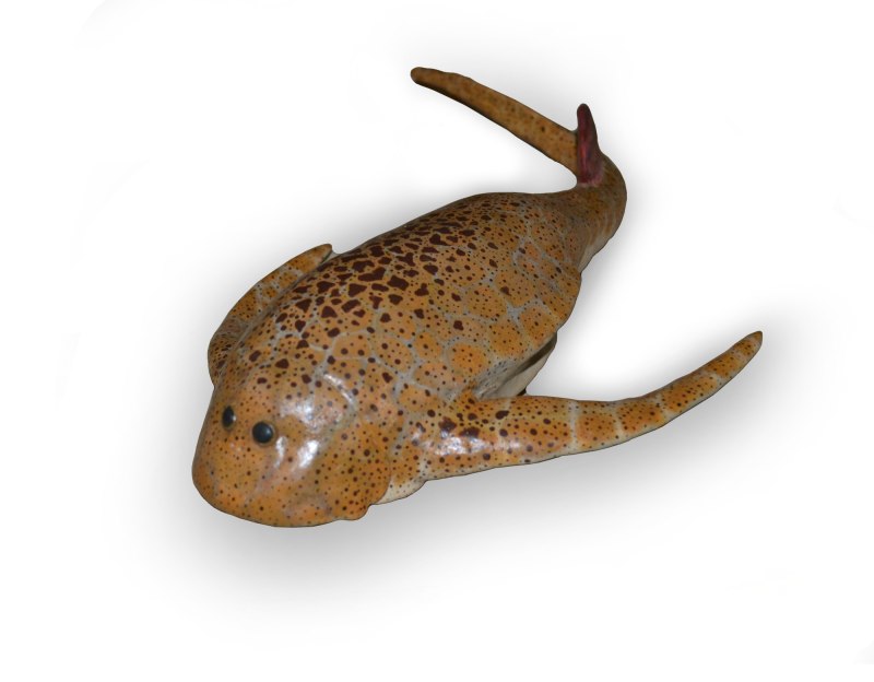 Bothriolepis panderi