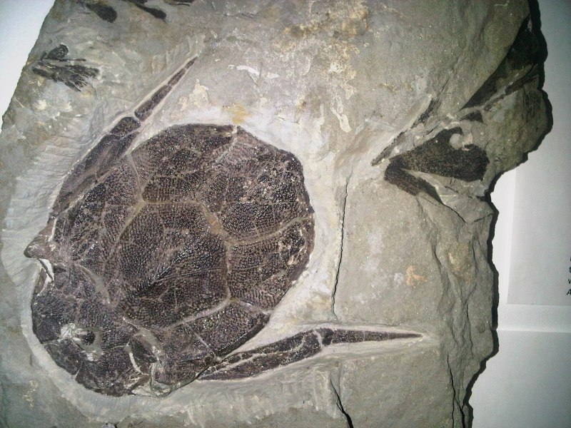 Asterolepis Ornata