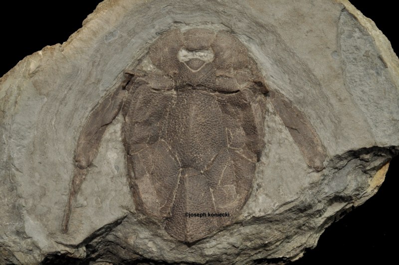Bothriolepis CF. Cellulosa