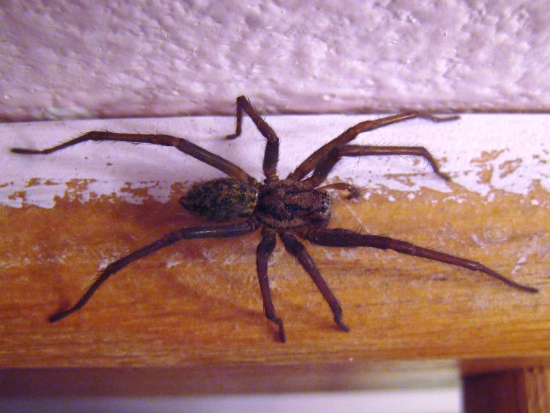 Tegenaria gigantea