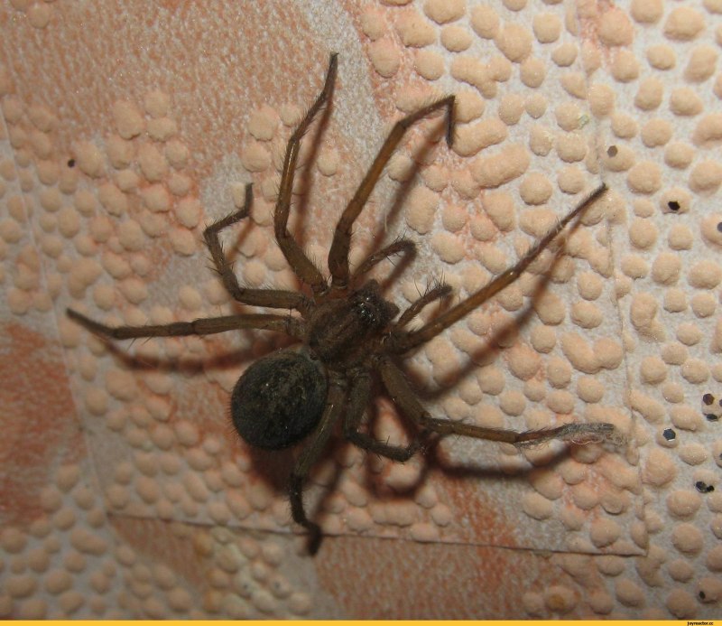 Домовой паук Tegenaria Agrestis