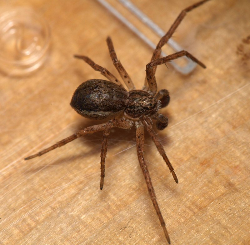 Philodromus Aureolus