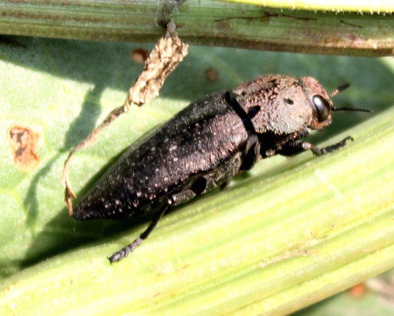 Capnodis tenebricosa (Olivier)