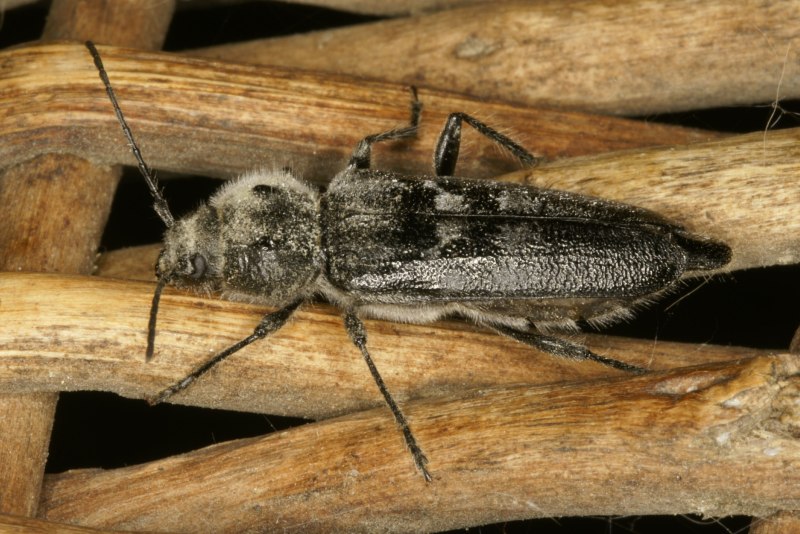 Hylotrupes bajulus Жук