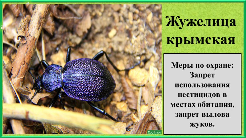 Жужелица Крымская красная книга Крыма