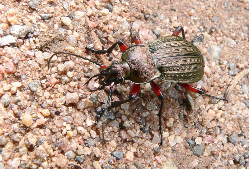 Жужелица решётчатая Carabus