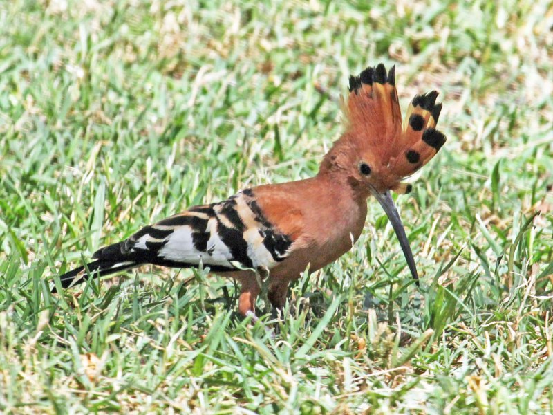 Common Hoopoe