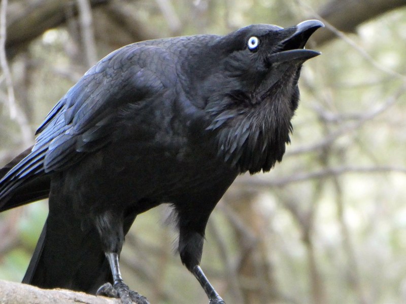 Annoying Raven