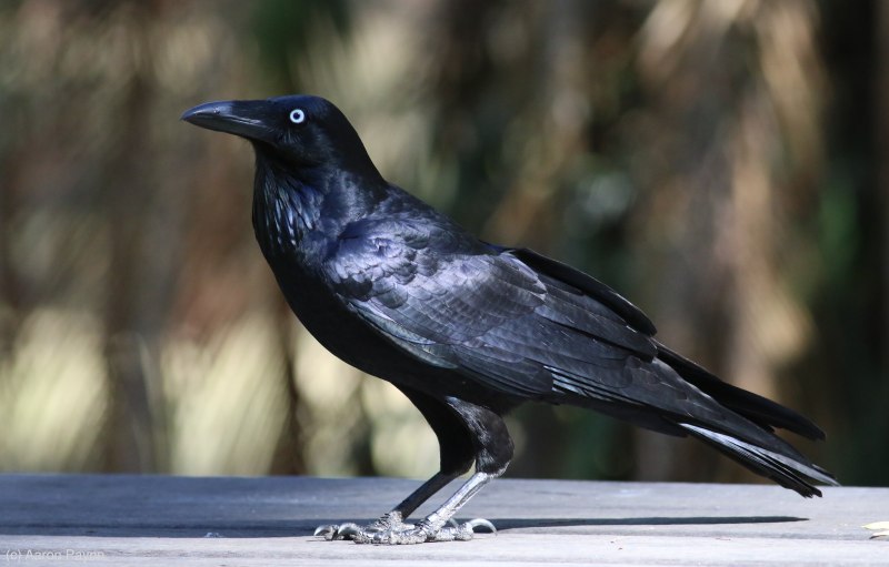 Corvus coronoides