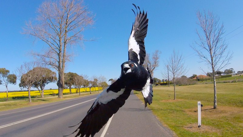 Magpies swooping