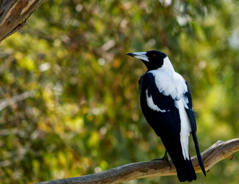 Magpie Australia