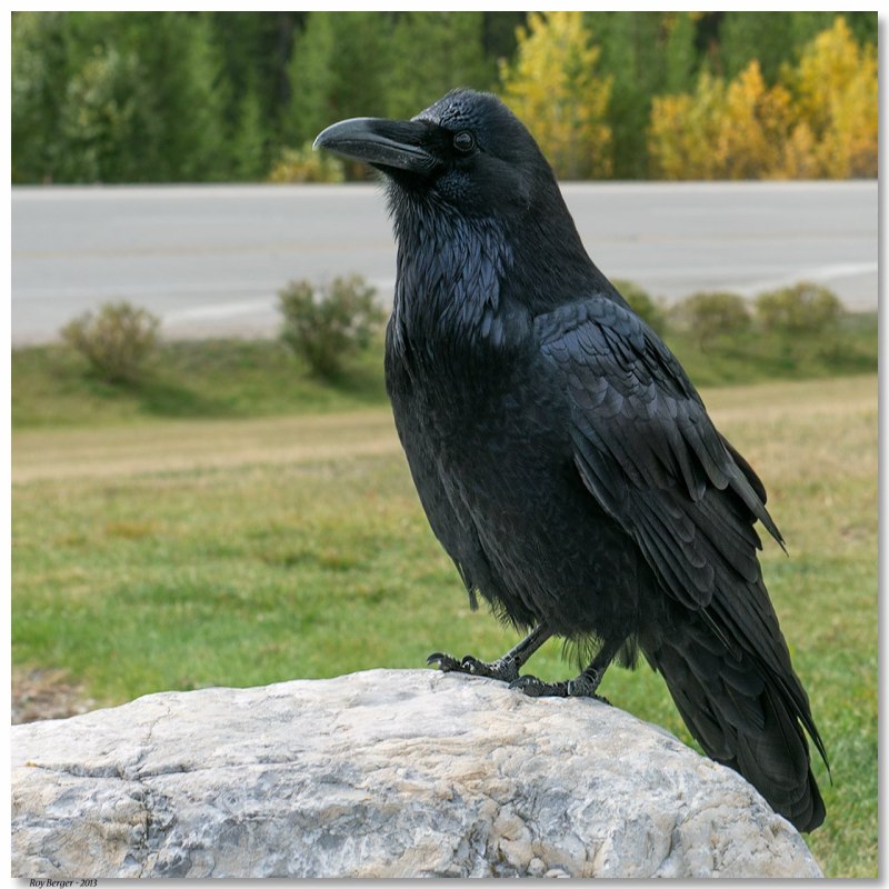 Корвус ворон