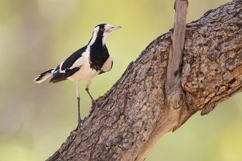 Grallina cyanoleuca
