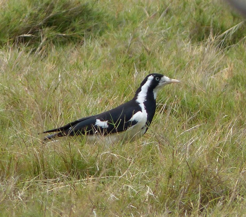 Grallina cyanoleuca