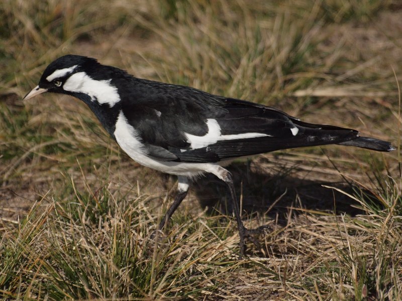 Австралийская граллина Grallina cyanoleuca