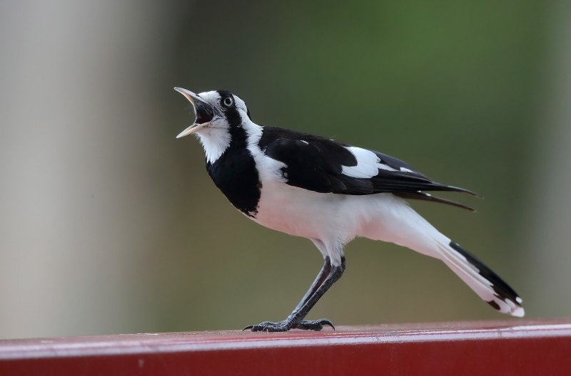 Австралийская граллина Grallina cyanoleuca