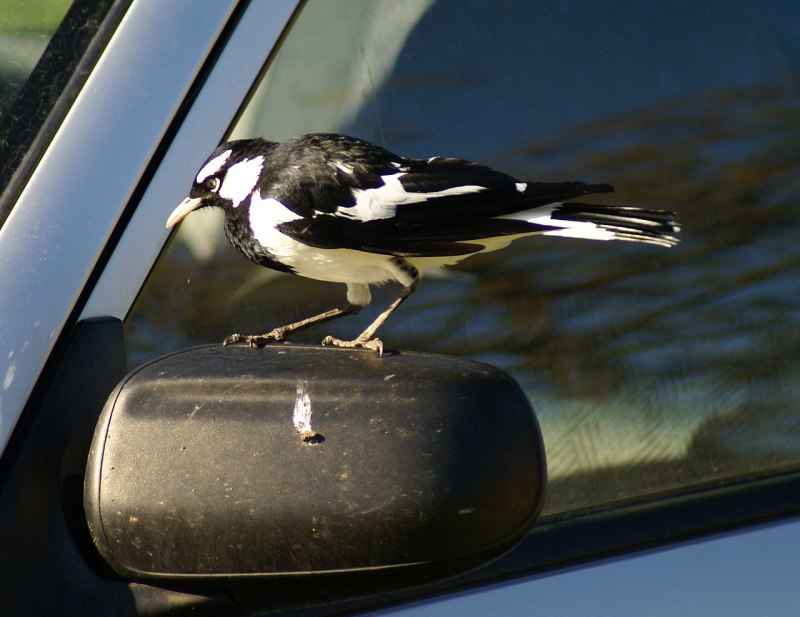 Magpie Lark
