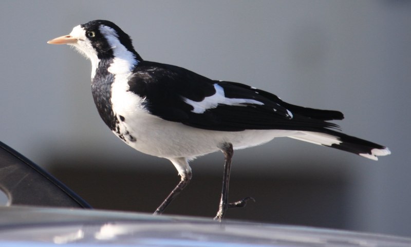 Австралийская граллина Grallina cyanoleuca