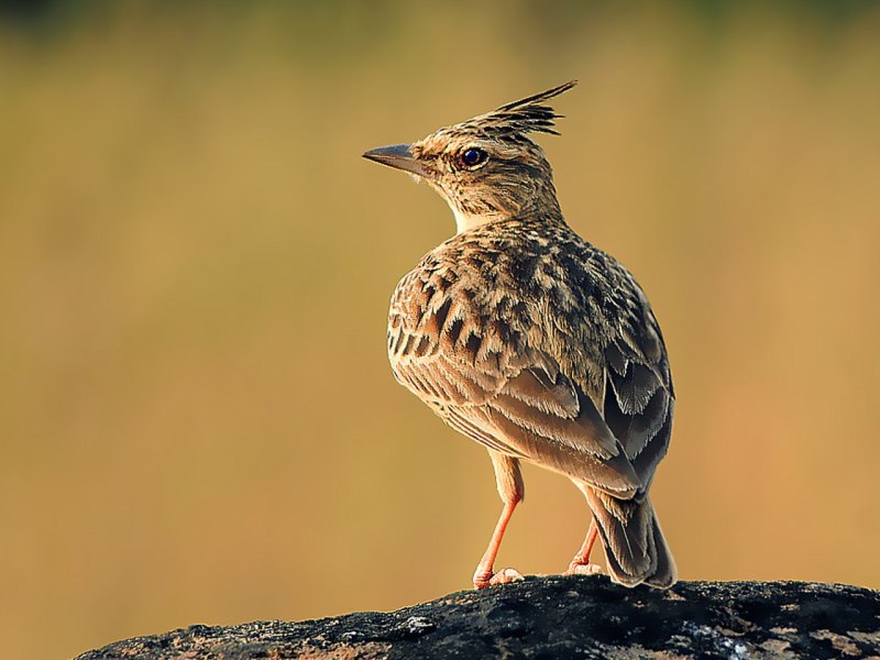 Lark JAL