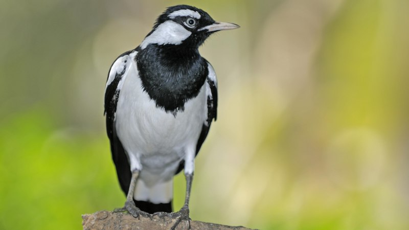 Австралийская граллина Grallina cyanoleuca