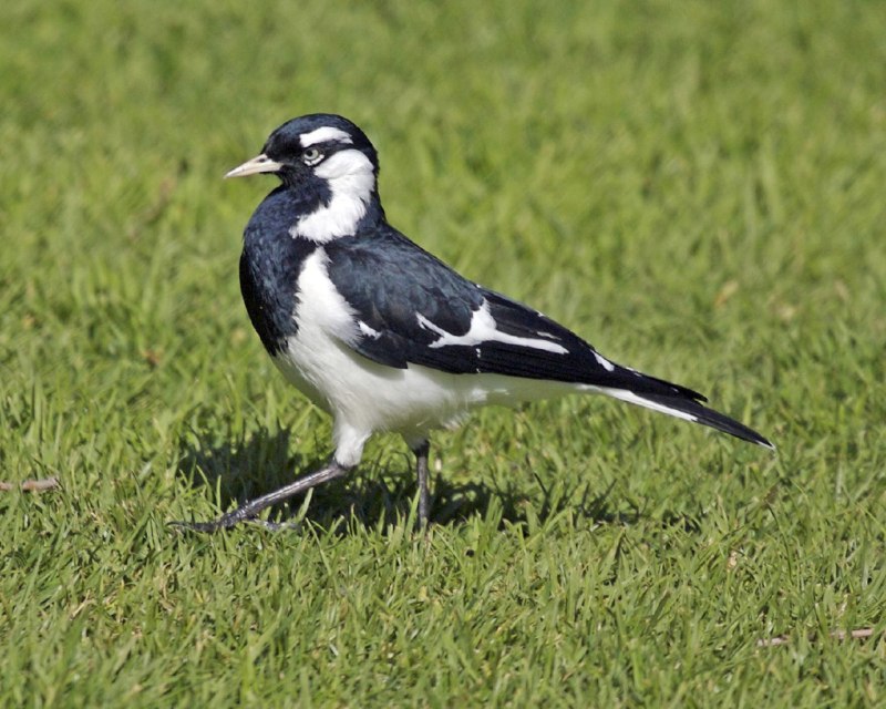 Magpie Wiki