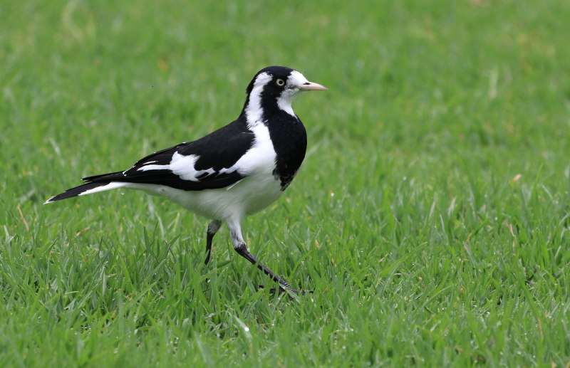 Grallina cyanoleuca