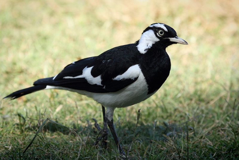 Grallina cyanoleuca